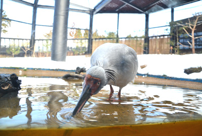トキの森公園