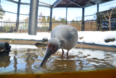 トキの森公園