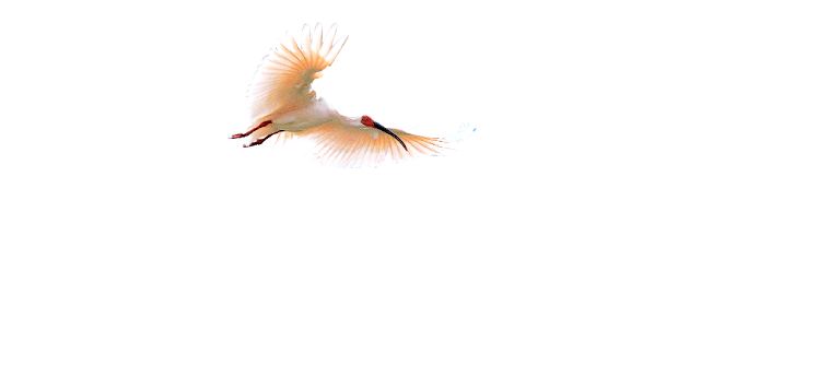 Niigata Sado Island 佐渡